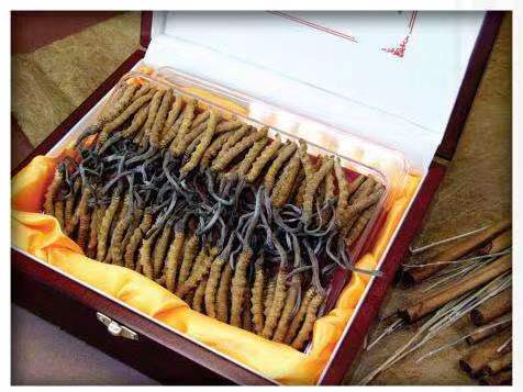 福山镇冬虫夏草回收